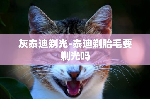 灰泰迪剃光-泰迪剃胎毛要剃光嗎