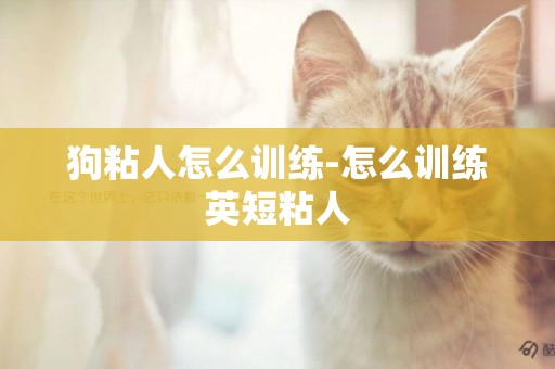 狗粘人怎么訓練-怎么訓練英短粘人