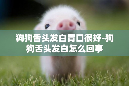 狗狗舌頭發白胃口很好-狗狗舌頭發白怎么回事