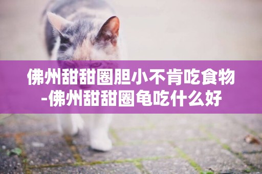 佛州甜甜圈膽小不肯吃食物-佛州甜甜圈龜吃什么好