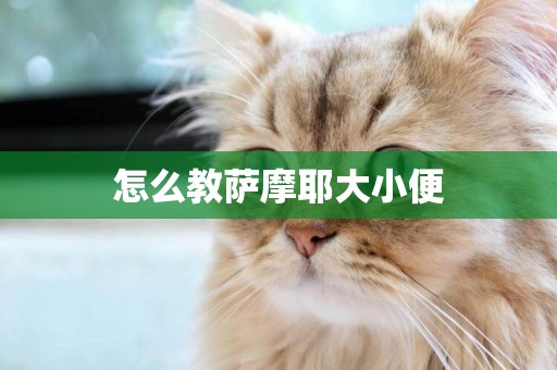 怎么教薩摩耶大小便