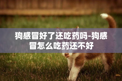 狗感冒好了還吃藥嗎-狗感冒怎么吃藥還不好