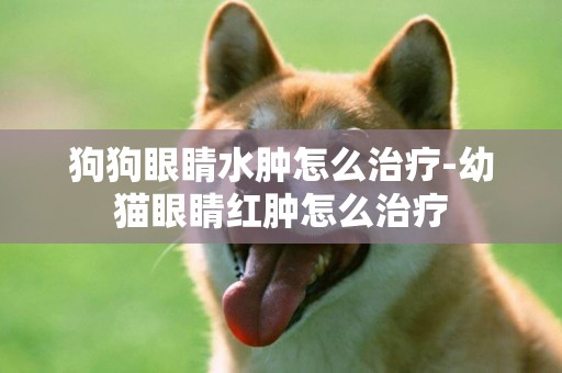 狗狗眼睛水腫怎么治療-幼貓眼睛紅腫怎么治療