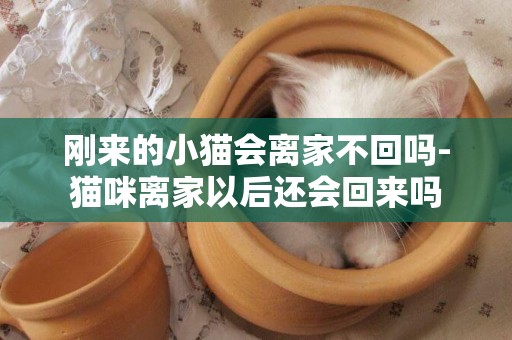 剛來的小貓會離家不回嗎-貓咪離家以后還會回來嗎