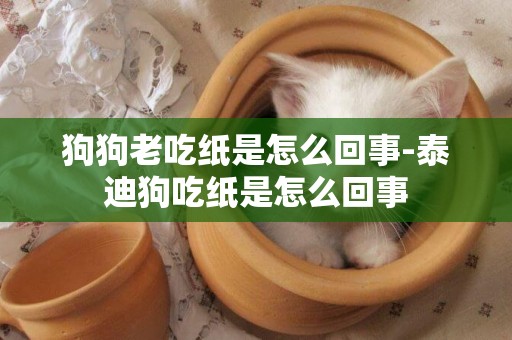 狗狗老吃紙是怎么回事-泰迪狗吃紙是怎么回事
