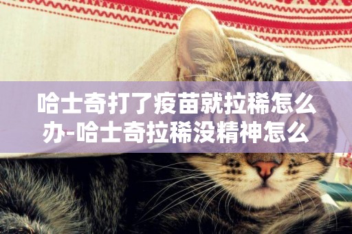 哈士奇打了疫苗就拉稀怎么辦-哈士奇拉稀沒精神怎么辦