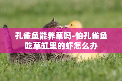 孔雀魚能養草嗎-怕孔雀魚吃草缸里的蝦怎么辦