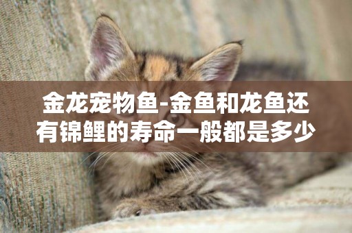 金龍寵物魚-金魚和龍魚還有錦鯉的壽命一般都是多少年呢