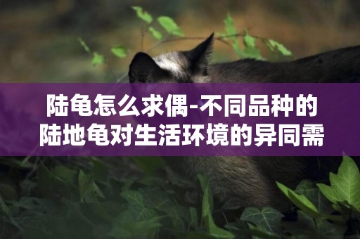 陸龜怎么求偶-不同品種的陸地龜對生活環境的異同需求