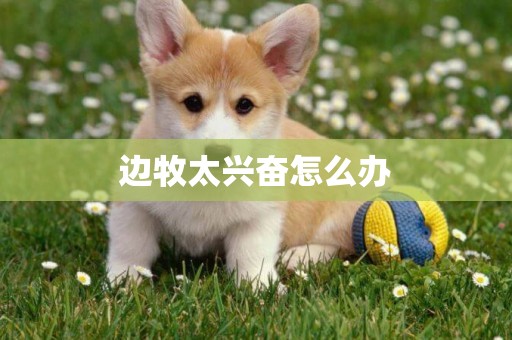 邊牧太興奮怎么辦