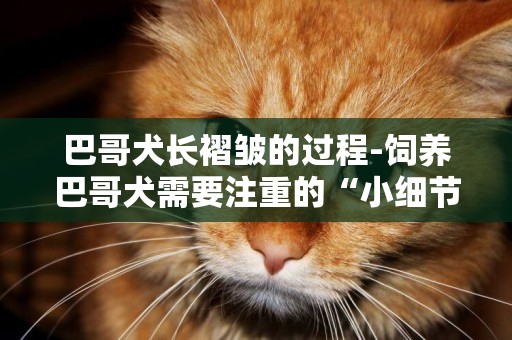 巴哥犬長褶皺的過程-飼養巴哥犬需要注重的“小細節”