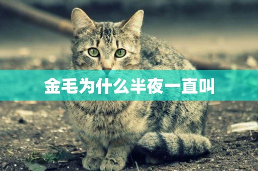 金毛為什么半夜一直叫
