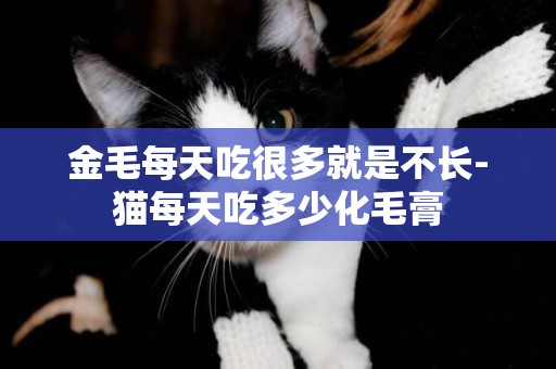 金毛每天吃很多就是不長-貓每天吃多少化毛膏