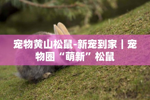 寵物黃山松鼠-新寵到家｜寵物圈“萌新”松鼠