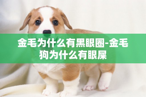 金毛為什么有黑眼圈-金毛狗為什么有眼屎