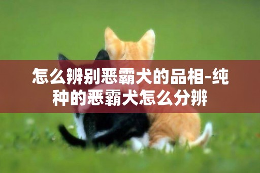 怎么辨別惡霸犬的品相-純種的惡霸犬怎么分辨