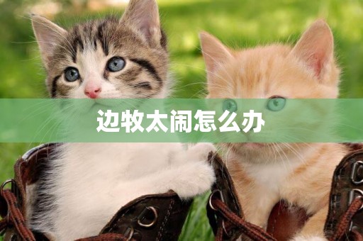邊牧太鬧怎么辦