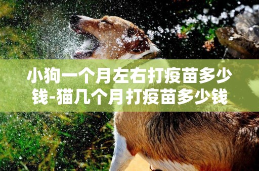 小狗一個月左右打疫苗多少錢-貓幾個月打疫苗多少錢