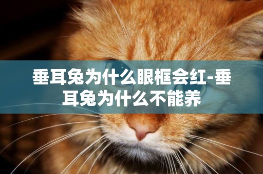 垂耳兔為什么眼框會紅-垂耳兔為什么不能養