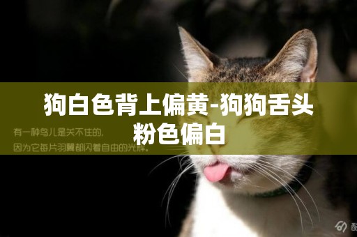狗白色背上偏黃-狗狗舌頭粉色偏白