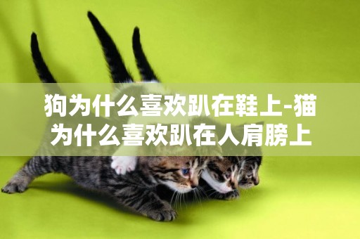 狗為什么喜歡趴在鞋上-貓為什么喜歡趴在人肩膀上