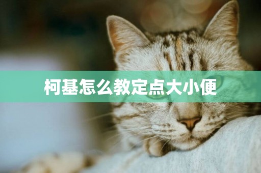 柯基怎么教定點大小便