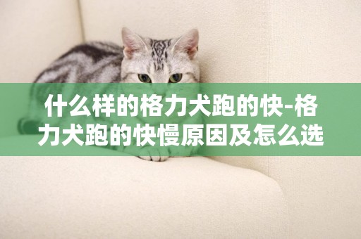 什么樣的格力犬跑的快-格力犬跑的快慢原因及怎么選