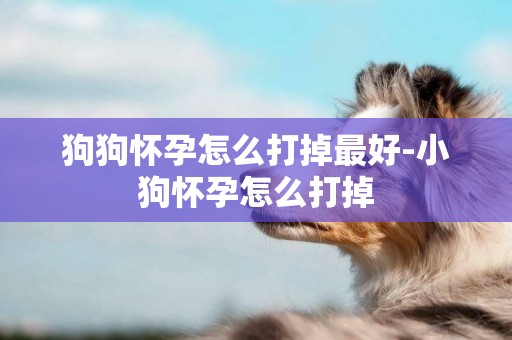 狗狗懷孕怎么打掉最好-小狗懷孕怎么打掉