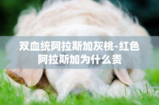 雙血統阿拉斯加灰桃-紅色阿拉斯加為什么貴