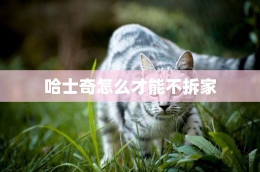 哈士奇怎么才能不拆家