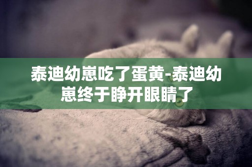 泰迪幼崽吃了蛋黃-泰迪幼崽終于睜開眼睛了