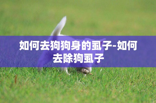 如何去狗狗身的虱子-如何去除狗虱子