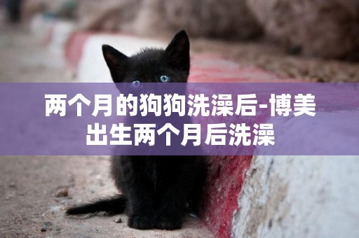 兩個月的狗狗洗澡后-博美出生兩個月后洗澡