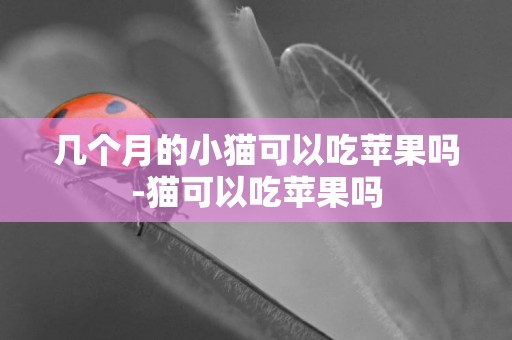 幾個月的小貓可以吃蘋果嗎-貓可以吃蘋果嗎