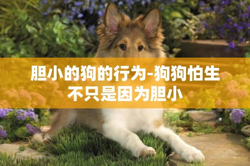 膽小的狗的行為-狗狗怕生不只是因為膽小