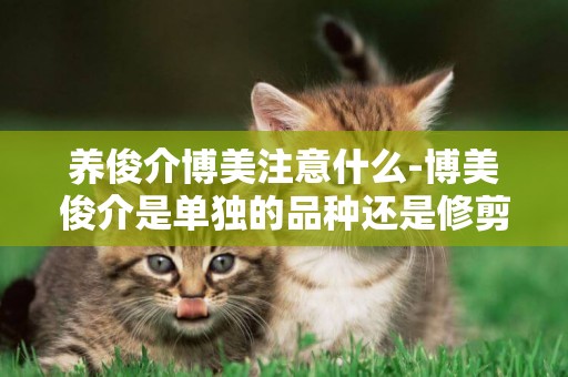 養俊介博美注意什么-博美俊介是單獨的品種還是修剪出來的