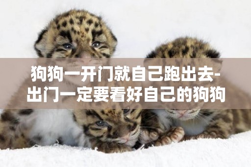 狗狗一開門就自己跑出去-出門一定要看好自己的狗狗