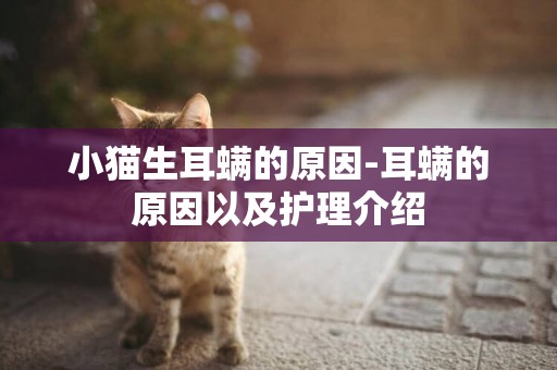 小貓生耳螨的原因-耳螨的原因以及護理介紹