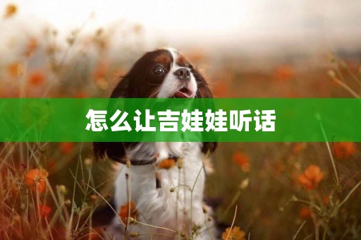 怎么讓吉娃娃聽話
