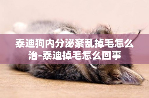 泰迪狗內分泌紊亂掉毛怎么治-泰迪掉毛怎么回事