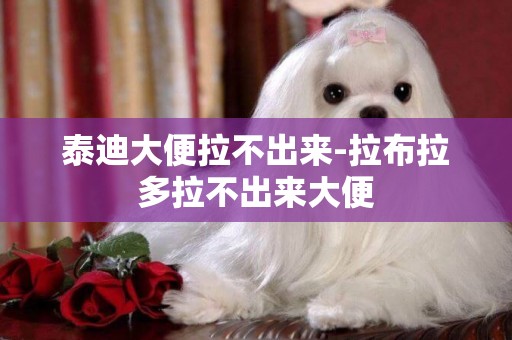 泰迪大便拉不出來-拉布拉多拉不出來大便