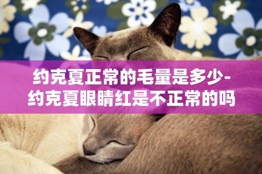 約克夏正常的毛量是多少-約克夏眼睛紅是不正常的嗎