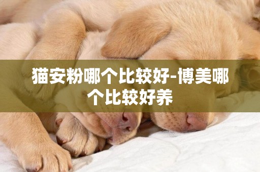 貓安粉哪個比較好-博美哪個比較好養