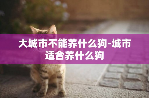 大城市不能養什么狗-城市適合養什么狗