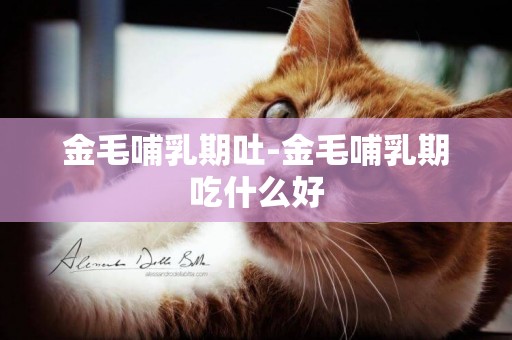 金毛哺乳期吐-金毛哺乳期吃什么好