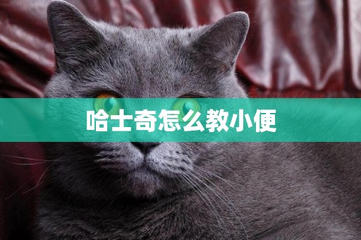 哈士奇怎么教小便