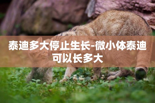 泰迪多大停止生長-微小體泰迪可以長多大