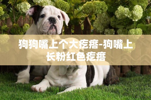 狗狗嘴上個大疙瘩-狗嘴上長粉紅色疙瘩