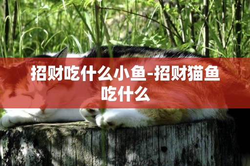 招財吃什么小魚-招財貓魚吃什么