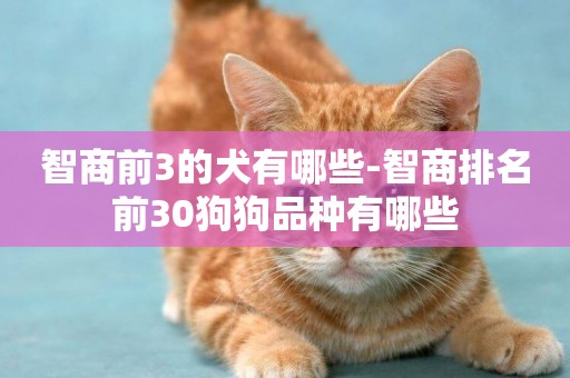 智商前3的犬有哪些-智商排名前30狗狗品種有哪些